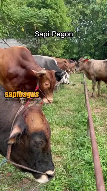 Sapi-Pegon